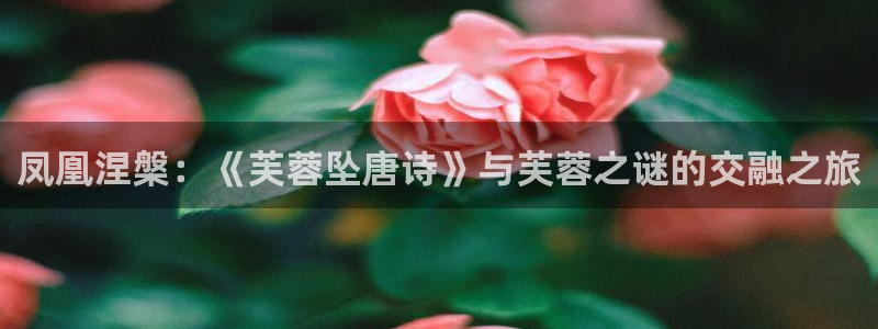 漫蛙官方下载